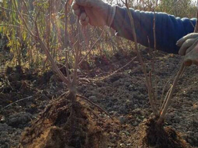 VOĆNE I LOZNE SADNICE, SVIH VRSTA,JESEN 2017 NAJPOVOLJNIJE CENE
