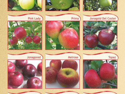 VOĆNE I LOZNE SADNICE, SVIH VRSTA,JESEN 2017 NAJPOVOLJNIJE CENE