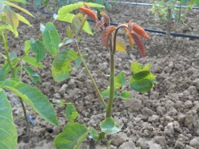 SADNICE KALEMLJENOG ORAHA