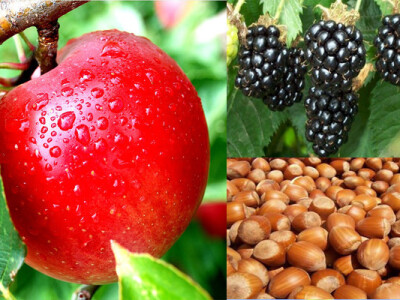 SADNICE KALEMLJENOG ORAHA