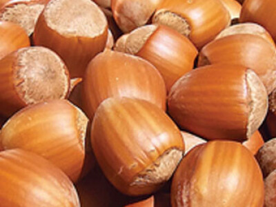 SADNICE KALEMLJENOG ORAHA