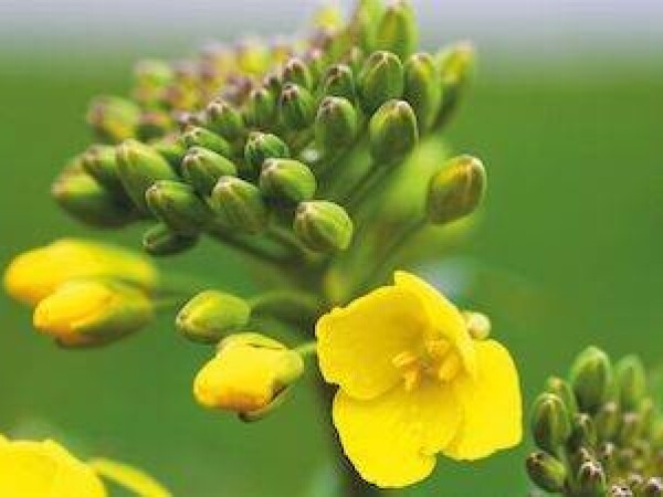 Triangle KWS - hibrid uljane repice