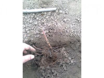 sadnice malina mjesečarki sorte Polana