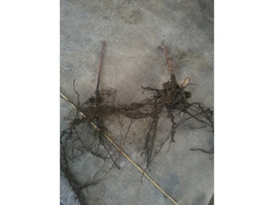 sadnice malina mjesečarki sorte Polana