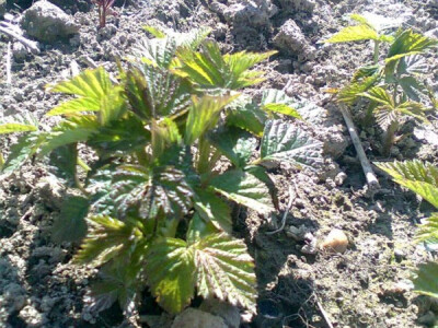 sadnice malina mjesečarki sorte Polana