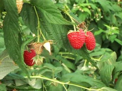 sadnice malina mjesečarki sorte Polana