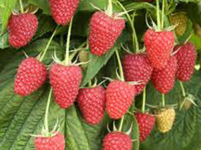 sadnice malina mjesečarki sorte Polana