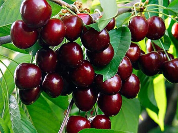 Sadnice trešnje, višnje...