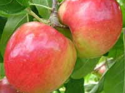 Prodaja - Vocne sadnice rasadnik Čedić