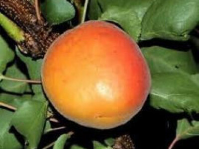 Prodaja - Vocne sadnice rasadnik Čedić