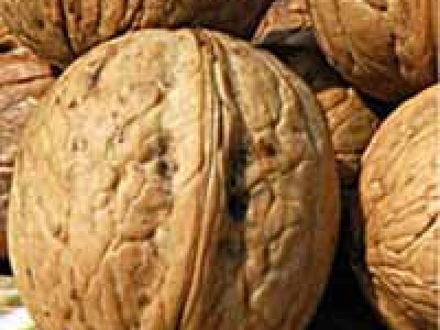 Prodaja - Vocne sadnice rasadnik Čedić