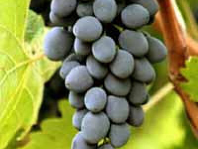 Prodaja - Vocne sadnice rasadnik Čedić