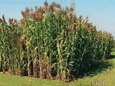 KWS Sole - hibrid sudanske trave i sirka