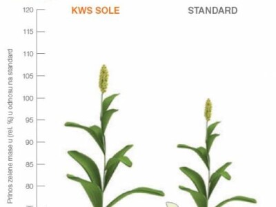 KWS Sole - hibrid sudanske trave i sirka