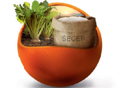 ROMANELLA KWS - NOVO - NZ tip, Rz / Cr sjeme šećerne repe