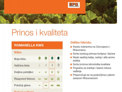 ROMANELLA KWS - NOVO - NZ tip, Rz / Cr sjeme šećerne repe