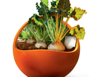 MELINDIA KWS - NOVO - NZ tip, Rz / Rh / Cr - sjeme šećerne repe