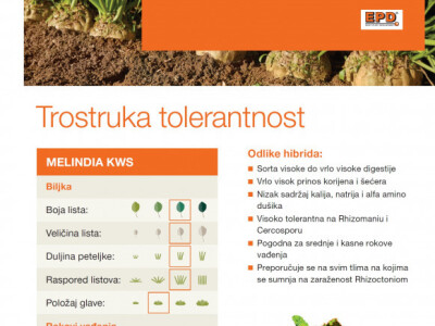 MELINDIA KWS - NOVO - NZ tip, Rz / Rh / Cr - sjeme šećerne repe