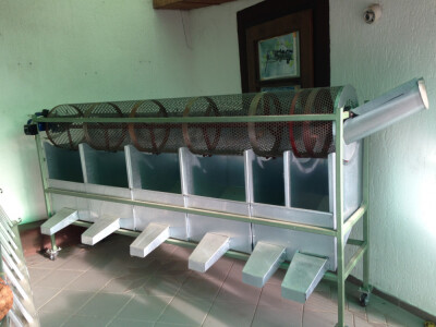 krckalica za lesnike