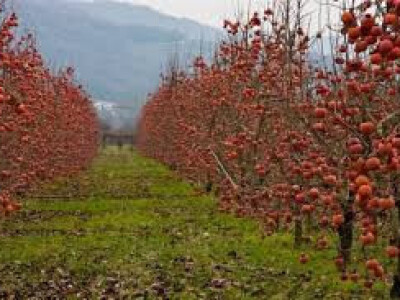 Japanska jabuka (KAKI),Japanska kruška,Aronija,borovnica,kivi...