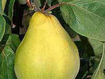 Vocne sadnice - Rasadnik Dren