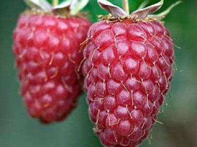 Vocne sadnice - Rasadnik Dren