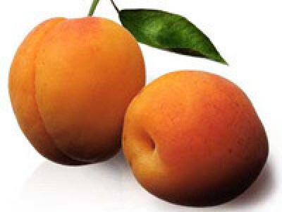 Vocne sadnice - Rasadnik Dren