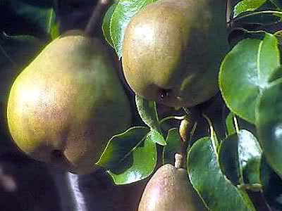 Vocne sadnice - Rasadnik Dren