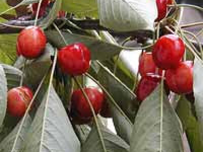 Vocne sadnice - Rasadnik Dren