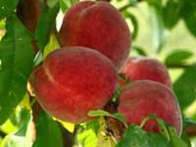 Vocne sadnice - Rasadnik Cedic