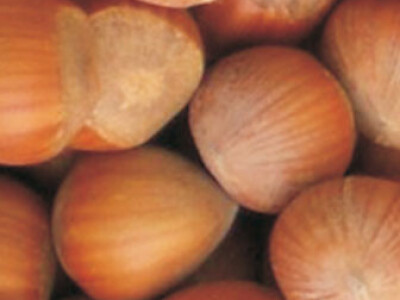 Vocne sadnice - Rasadnik Cedic