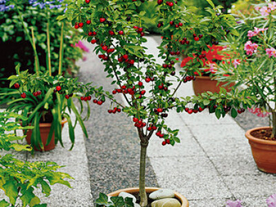 Vocne sadnice - Rasadnik Cedic