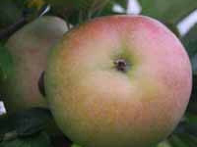 Vocne sadnice - Rasadnik Cedic