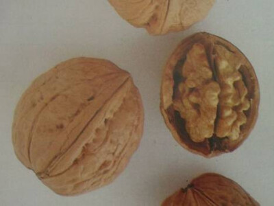 Vocne sadnice - Rasadnik Cedic