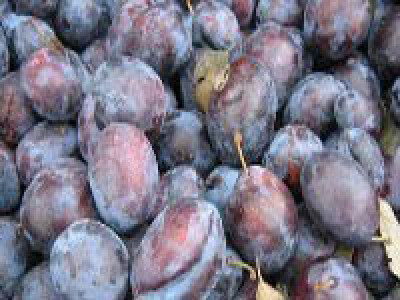 Vocne sadnice - Rasadnik Cedic