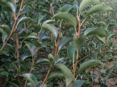 Voćne sadnice &quot;Rasadnik ČOLIĆ&quot;