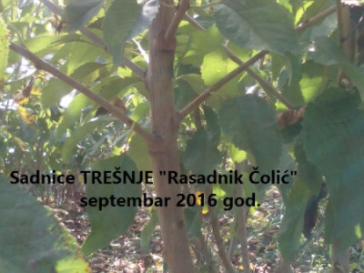 Voćne sadnice &quot;Rasadnik ČOLIĆ&quot;