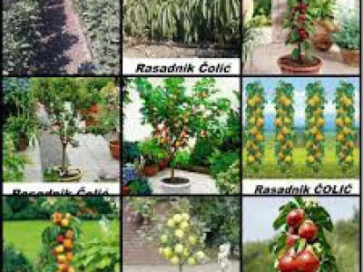 Voćne sadnice &quot;Rasadnik ČOLIĆ&quot;