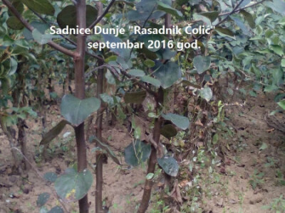 Voćne sadnice &quot;Rasadnik ČOLIĆ&quot;