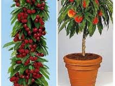 Voćne sadnice &quot;Rasadnik ČOLIĆ&quot;