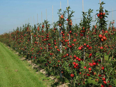 Voćne sadnice &quot;Rasadnik ČOLIĆ&quot;