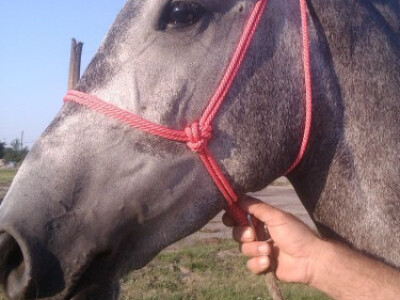 Ulari za konje i krave