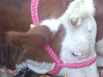 Ulari za krave i konje