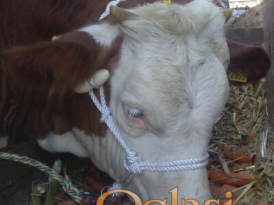 Ulari za krave i konje