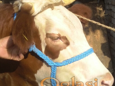 Ulari za krave i konje