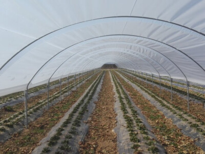 Plastenik za jagode - veronez