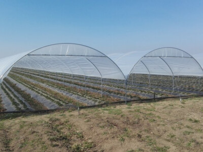 Plastenik za jagode - veronez