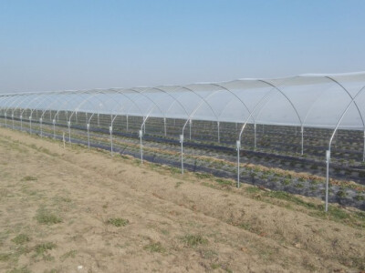 Plastenik za jagode - veronez