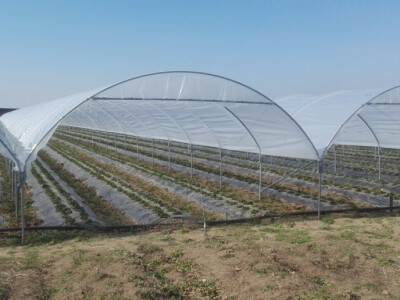 Plastenik za jagode - veronez