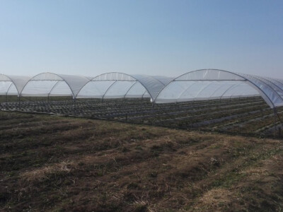 Plastenik za jagode - veronez